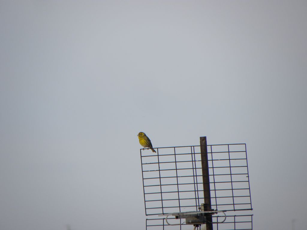 uccellino da identificare: Verzellino (Serinus serinus)